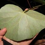 Begonia multinervia List