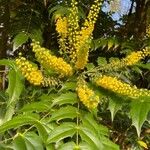 Berberis japonica Flor