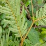 Piptadeniastrum africanum Leaf