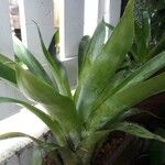 Catopsis sessiliflora Leaf