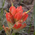 Castilleja hispida 花