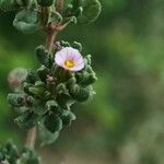 Frankenia pulverulenta Flor