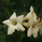 Bourreria quirosii Fleur