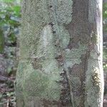 Oenocarpus bataua Bark
