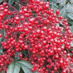 Nandina domestica Fruit