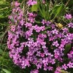 Silene acaulis Blüte