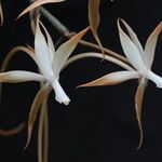 Aerangis bouarensis Flower