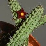 Echidnopsis repens Fleur
