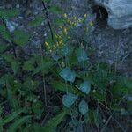 Blackstonia perfoliata Habitus