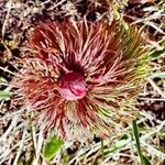 Paeonia anomala Blüte
