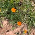 Eschscholzia californica Квітка