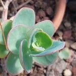 Kalanchoe marnieriana Folha