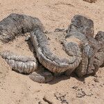 Welwitschia mirabilis Rinde