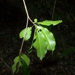Terminalia guyanensis Leaf