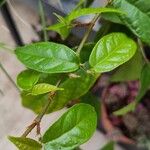 Ficus sagittata Leaf