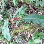 Heliconia monteverdensis Habit