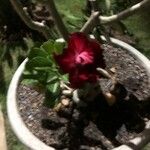 Adenium multiflorum Цвят