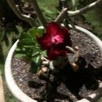 Adenium multiflorum Virág