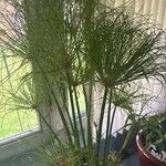 Cyperus papyrus फूल