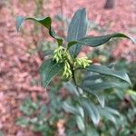 Sarcococca confusa Blüte