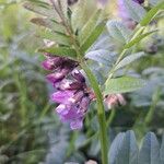 Vicia sepium Bloem