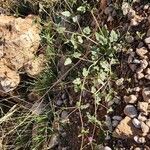 Erodium glaucophyllum ᱛᱟᱦᱮᱸ