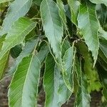 Quercus acutissima Φύλλο