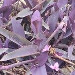 Tradescantia pallida叶