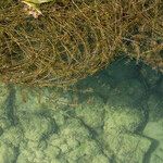 Elodea nuttallii Hoja