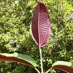 Miconia calvescens Folha