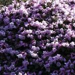 Rhododendron williamsianum Habit