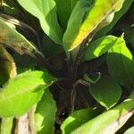 Penstemon digitalis Bark