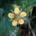 Geum urbanum Blüte