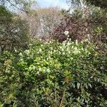 Fothergilla latifolia Flor