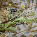 Ranunculus ophioglossifolius 形態