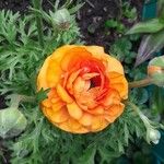 Ranunculus asiaticusBlüte