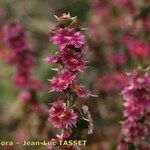 Salsola australis Fruchs