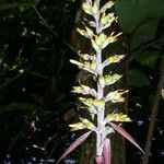 Aechmea angustifolia 其他