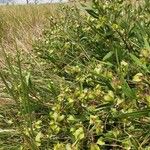 Trichodesma marsabiticum Habitat