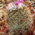 Mammillaria bombycina ᱥᱟᱠᱟᱢ