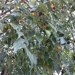 Celtis australis फल