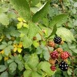 Rubus gratus ഫലം