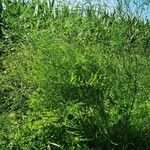 Asparagus officinalis 整株植物