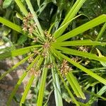 Cyperus alternifolius Leaf