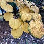 Cercidiphyllum japonicum 葉