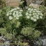 Ligusticum ferulaceum Habitat