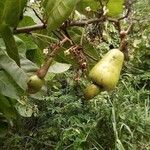 Anacardium occidentale Fruit