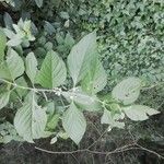 Callicarpa americana Folio