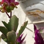 Kalanchoe miniata Blüte