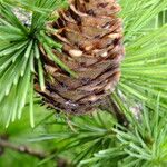 Larix decidua Fruit